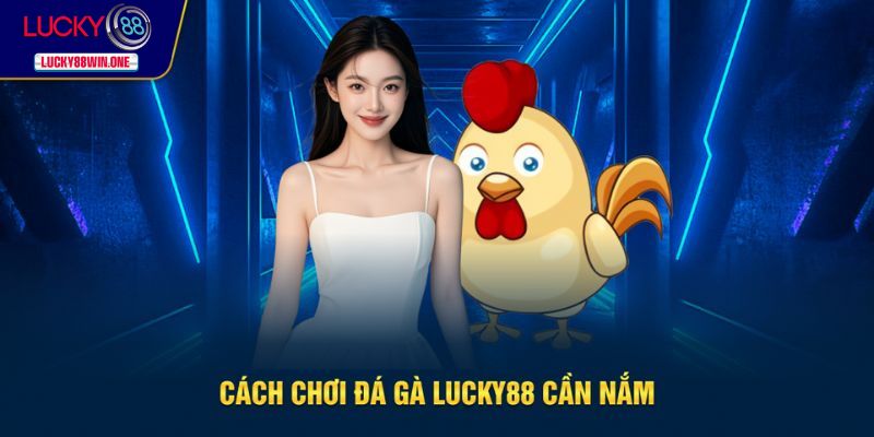 Cách chơi cá cược chiến kê cùng Lucky88
