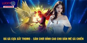 đá gà cựa sắt Thomo