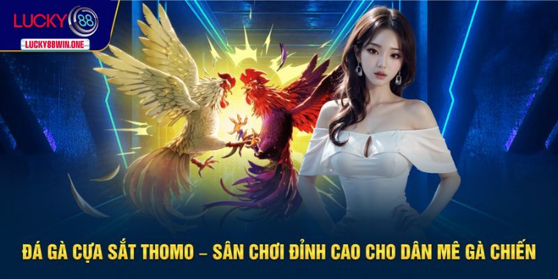 đá gà cựa sắt Thomo