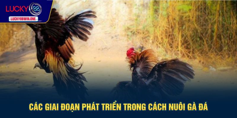 Các giai đoạn chi tiết giúp nuôi gà hay