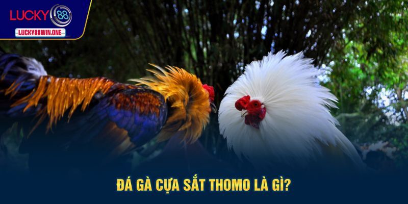 Tổng quát về đá gà cựa sắt Thomo