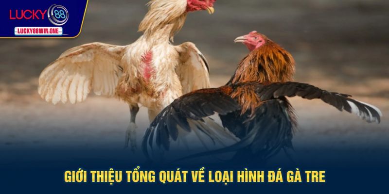 Tổng quát về loại hình đá gà tre
