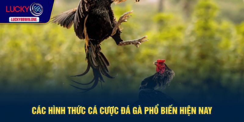 Hình thức cá cược chiến kê hấp dẫn hiện nay