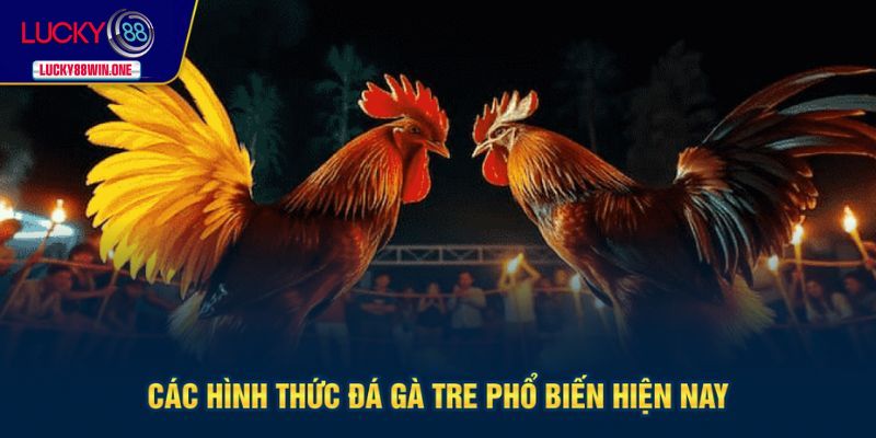 Hình thức đá giống gà tre phổ biến