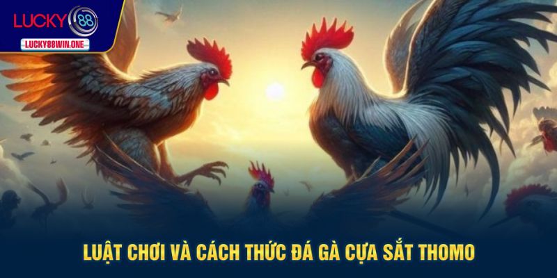 Luật và cách chơi đá gà Thomo đơn giản