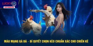 màu mạng gà đá
