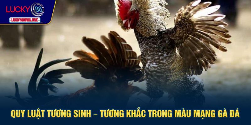 Quy luật cần nắm rõ theo màu mạng gà