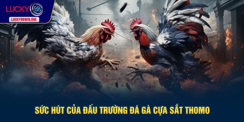 Sức hút hấp dẫn của trường gà Thomo