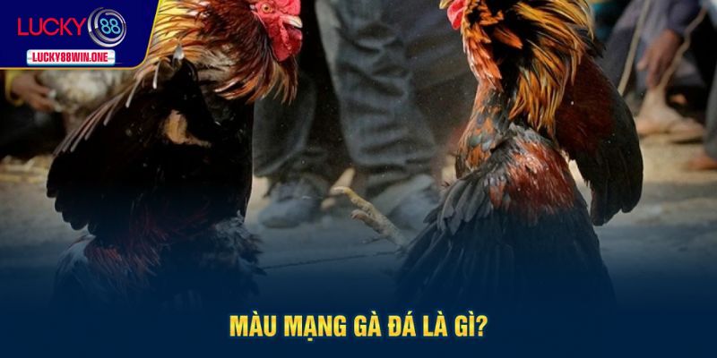 Tìm hiểu về màu mạng gà đá