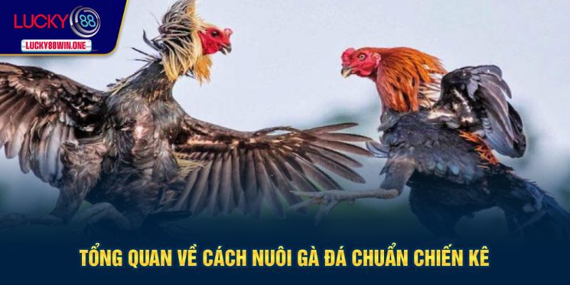 Tổng quan cách nuôi gà đá chuẩn