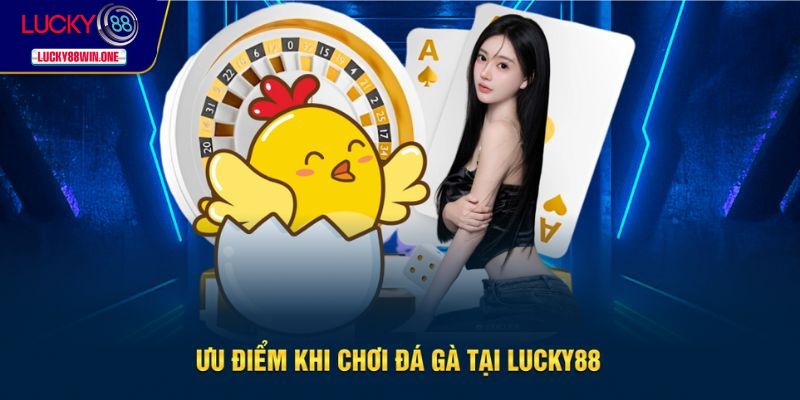 Ưu điểm chỉ có tại sảnh đá gà nhà cái