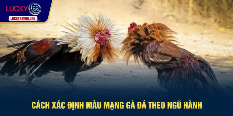 Xác định màu mạng gà theo ngũ hành chi tiết